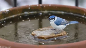 Peu y pensent en hiver : ce détail essentiel qui protège vraiment les mésanges